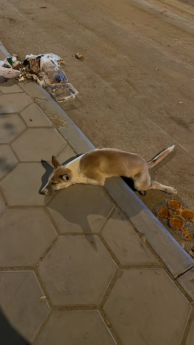 RiyadhTrendKsa's tweet photo. تم مساعدة كلب بالرياض مصدوم على الطريق يعاني من ثلاث كسور بالقدم والورك والظهر يحتاج عملية وملجأ ارجو المساعدة يتواجد الكلب بعيادة الدكتور باوز حي المعذر @RiyadhCats https://t.co/O5MyT0Bp7P