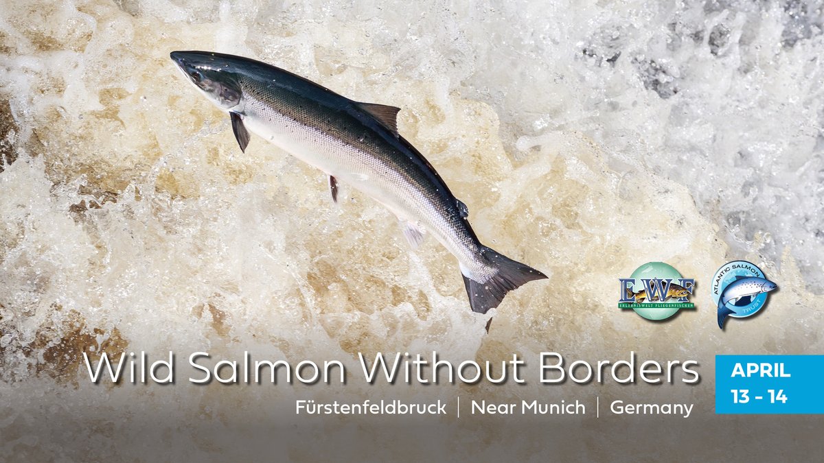 EVENT UPDATE - Wild Salmon Without Borders 🐟🇩🇪 View the preliminary schedule of talks, presentations and films at atlanticsalmontrust.org/wild-salmon-wi… #WildSalmonFirst #wildsalmonwithoutborders #atlanticsalmon #atlanticsalmontrust #saveoursalmon