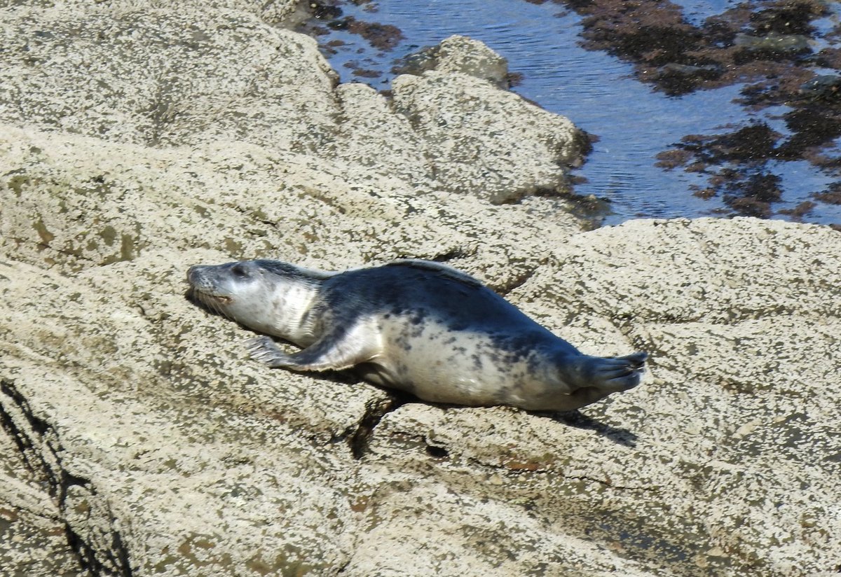 Ord1e's tweet photo. π Good Evening .. The rocks at #Ravenscar must be extremely comfortable #seal https://t.co/lIxqiY6L18