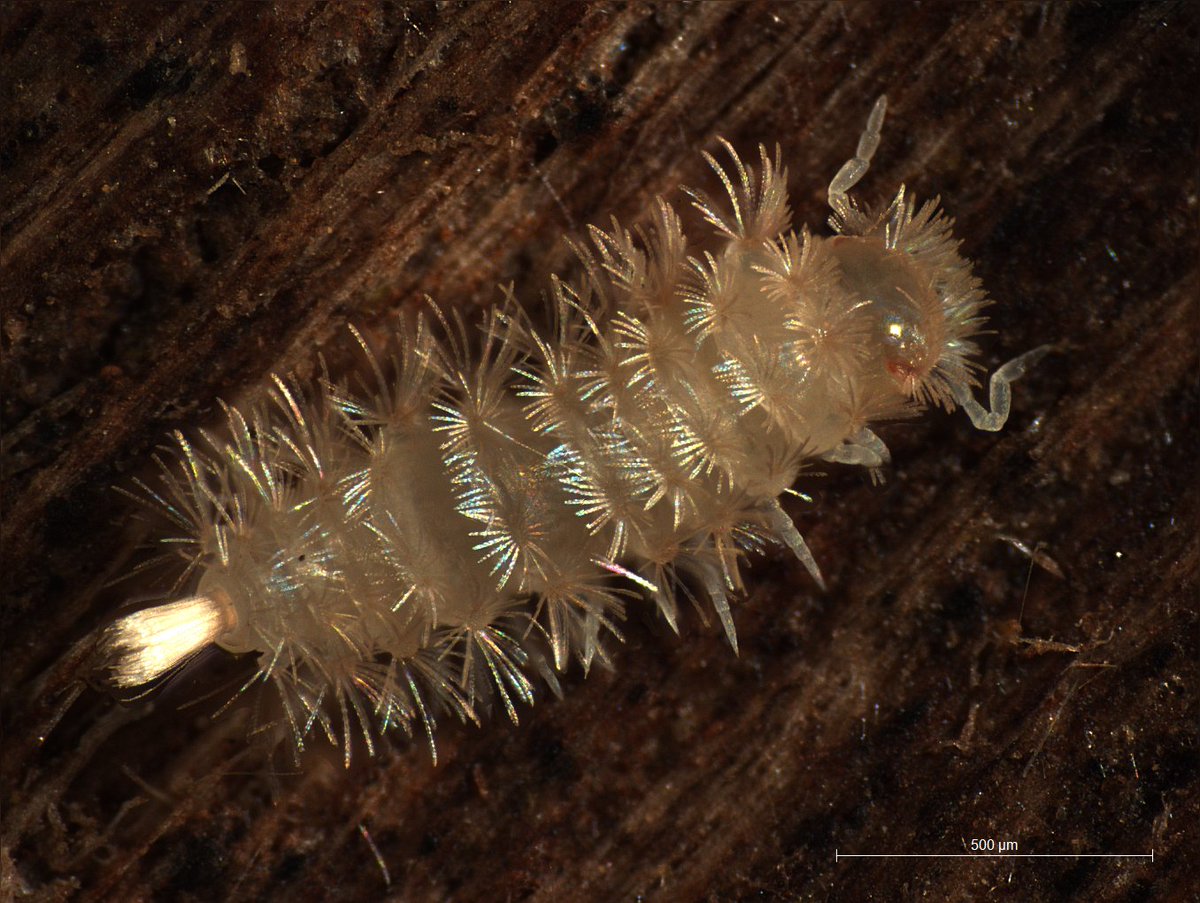 A little bit late, but celebrating the #TaxonomyAppreciationDay with this new bristle millipede we described from the Iberian peninsula and Canary Islands (El Hierro). I am proud to be part of this project with Ernesto Recuero and @ggiribet tandfonline.com/doi/full/10.10…