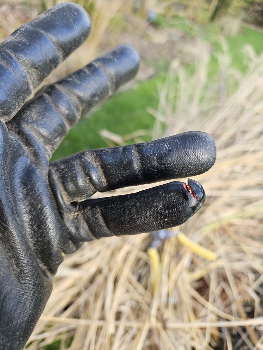 Littleashgarden's tweet photo. Nearly a nasty moment when cutting back grasses... https://t.co/pPUiUM5Uyo