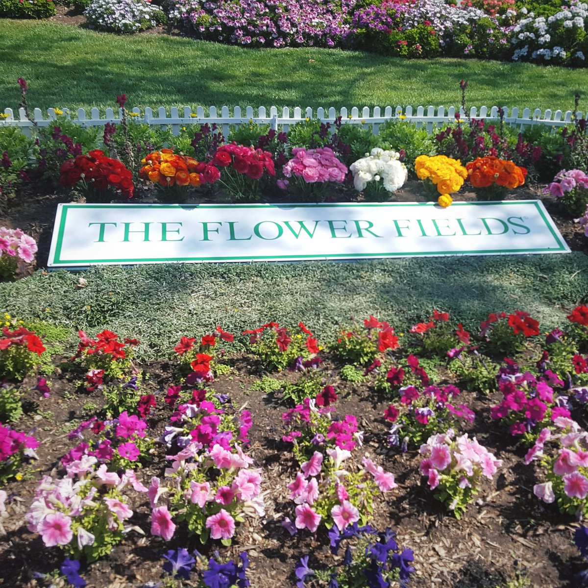 LCHomesSD's tweet photo. Now Open! #TheFlowerFields in #Carlsbad!
Go check out world famous 55 acres of ranunculus! See the link in our bio to learn about the wagon ride, artist garden, sweet pea maze, & more!
You do need to buy your tickets online, 𝒂𝒉𝒆𝒂𝒅 𝒐𝒇 𝒕𝒊𝒎𝒆!
#thingstodoinsandiego https://t.co/HUvq5axcR1