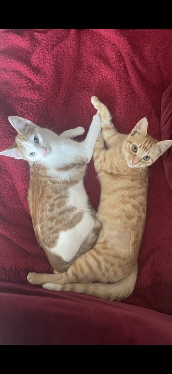 Who do you think these #smalleuropeancats are cheering for?!

#bm100 #kittykontent

<a href="/keithdunn/">Keith</a>