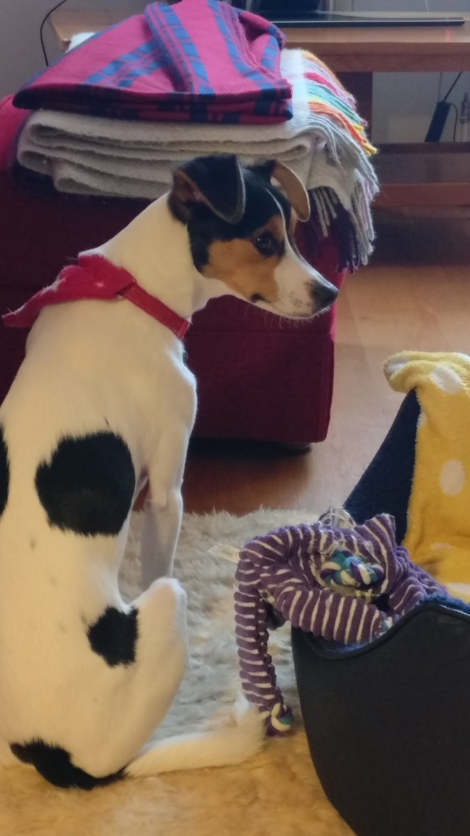 millypod1's tweet photo. PI IS HOME. THANKS FOR RT's 😊🐕🐾

🆘21 MAR 2024 #Lost PI #ScanMe
White /Brown /Black Jack Russell Terrier Cross Male #LeeOnTheSolent often referred to as Lee-on-Solent, Borough #Gosport #Hampshire #PO13
five miles west of #Portsmouth https://t.co/6HHwP9dpu8 https://t.co/OyehvabC1g