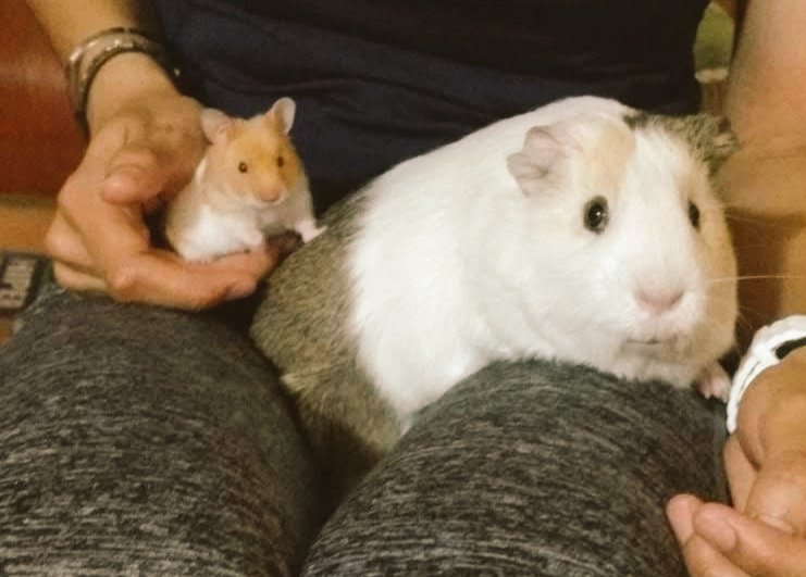 SydneyCastaeda's tweet photo. @rollercoin_com @rollercoin_com @IvonnHdz @GmzIlse 
#rollercoin #rollerpets #hamster #guineapig #crypto #lovelypets #animallover #jake #cookie 
🐹🐭 https://t.co/fqPy36QoIK