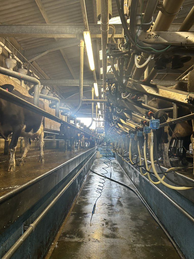 danielharries29's tweet photo. Milking until the cows come home…
#fridayfeeling #pwmpollaeth #springcalving https://t.co/gcRr5m8PdU