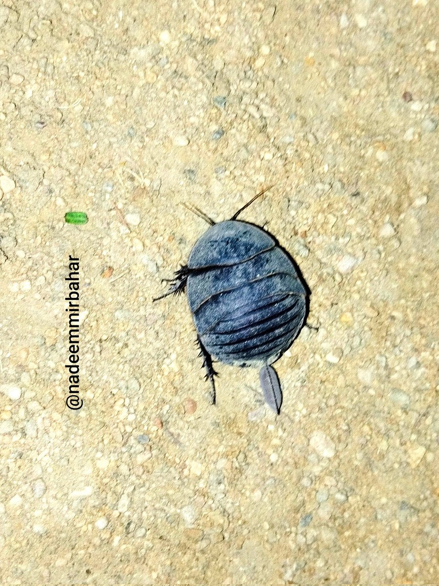 nadeemmirbahar's tweet image. On Day 5 of #WorldWaterRun, reached 22.54 km towards 31 km goal

Snapped
1. Egyptian desert roach (Polyphaga aegyptiaca) is a very unusual roach species
2. A camel near the Natural Museum of History, #Karachi

Thank you to my wonderful #SaveRiverIndus team for joining @akhtarb1