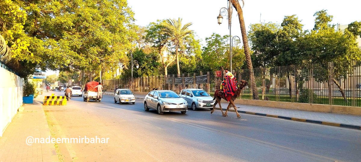 nadeemmirbahar's tweet image. On Day 5 of #WorldWaterRun, reached 22.54 km towards 31 km goal

Snapped
1. Egyptian desert roach (Polyphaga aegyptiaca) is a very unusual roach species
2. A camel near the Natural Museum of History, #Karachi

Thank you to my wonderful #SaveRiverIndus team for joining @akhtarb1