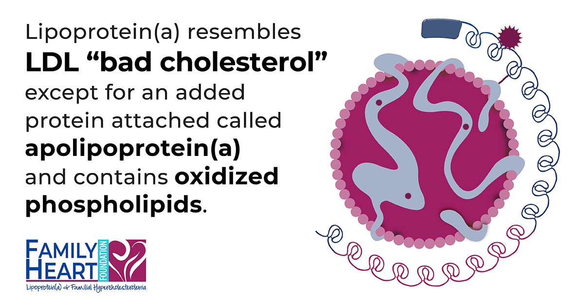 FamilyHeartCMO's tweet photo. A1: Lp(a) looks like LDL cholesterol with some key differences. LDL has a single apolipoprotein B attached to its surface. Lp(a), however, has an apolipoprotein B attached to its surface, and that apolipoprotein B has an apolipoprotein(a) attached to it. #KnowLpa https://t.co/rrM4FeefN3