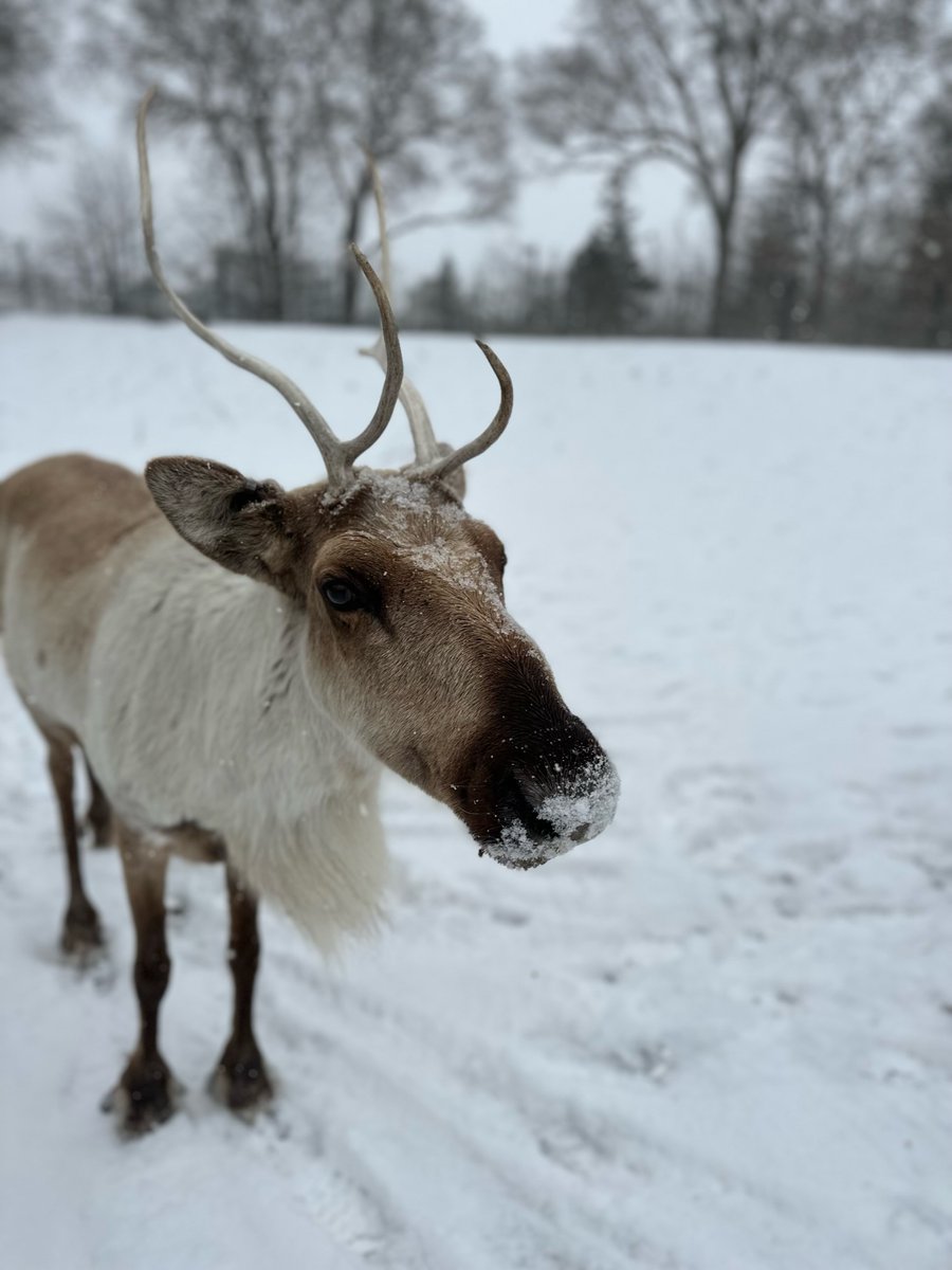 TheTorontoZoo tweet picture