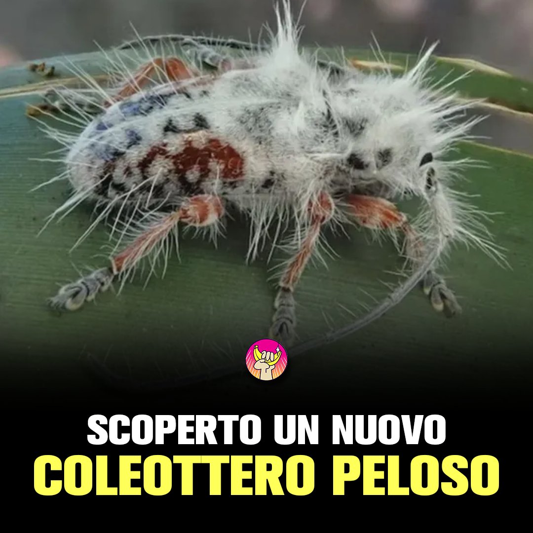 Bananadinewton's tweet photo. No, non è muffa, ma è una bella peluria calda calda che ricopre questa nuova specie appena scoperta. Dove? Ma che domande, in Australia!

Lo hanno chiamato Excastra albopilosa e i ricercatori si interrogano sul motivo della sua peluria. https://t.co/8HIiBKFmqs