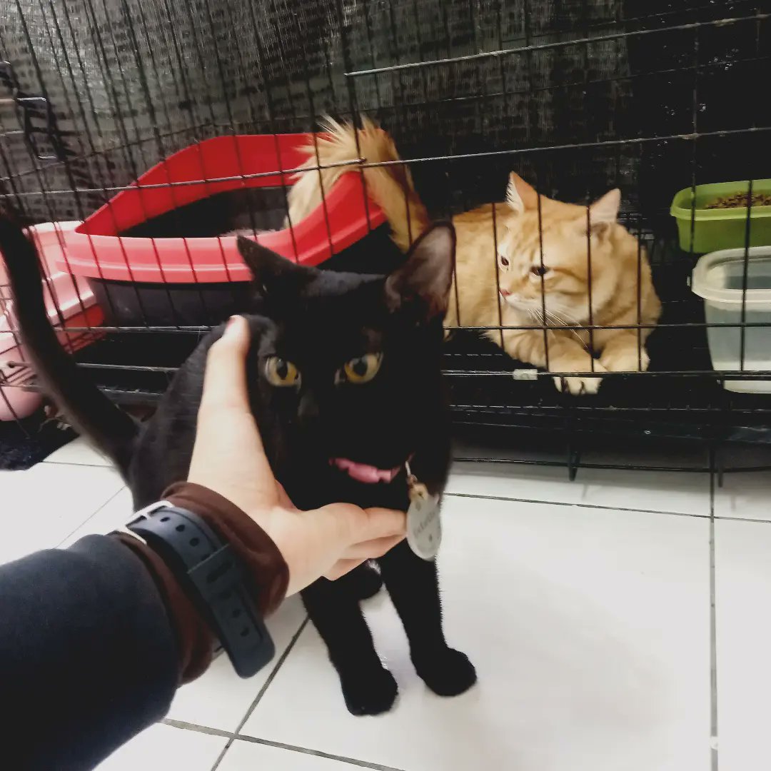 FiskaYenitaFK_'s tweet photo. Jarang² dapat majikan baran, tetiba visit 3 dari 6 majikan baran bebenor. 😹
Nasib baik bila kena rasuah treats & wetfood semua terpedaya & tak dapat nak tolak. 🙈
5 Visits done. ✨
📍Merpati Apartment Pandan Indah, Ampang
#miowpetsitter
#catsitter
#bibikkucing
#petsitter https://t.co/s6O1dKIVa4
