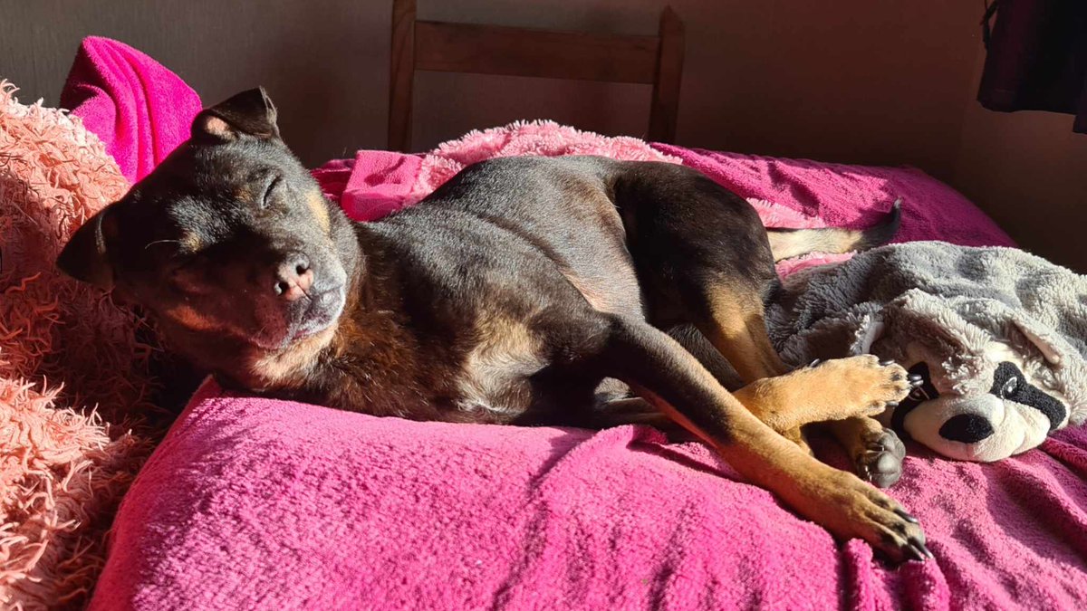 Our Miracle makes the most of every ray of sunshine - and to be honest, we don't blame her 🥰🥰🥰 #sunshine #spring #dogs #dogsofx #dogrescue #THEMiracle #happydog #itsadogslife #lovedogs