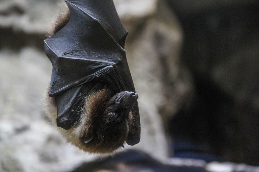 RadioMontornes's tweet photo. 🦇A Mèxic hi ha un conte que explica perquè el ratpenat és com és... i @FrancescaOller ens l'ha portat a @LaInterseccio aquesta setmana👂

▶️https://t.co/nOT24WuyUc https://t.co/HXSLZUEwN9