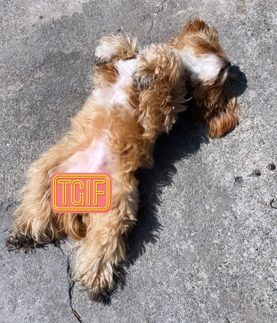 Andrea 🍓 Berry tweet media