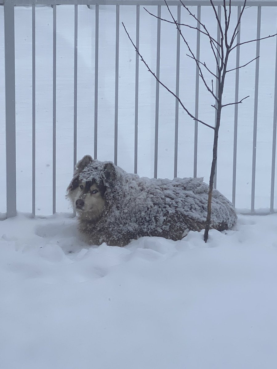 CallieMBarr's tweet image. First day of spring break for my girls. At least we know that Maloo is super happy about how this is turning out. #MI01 #michiganspring #Callie4Congress #C4C