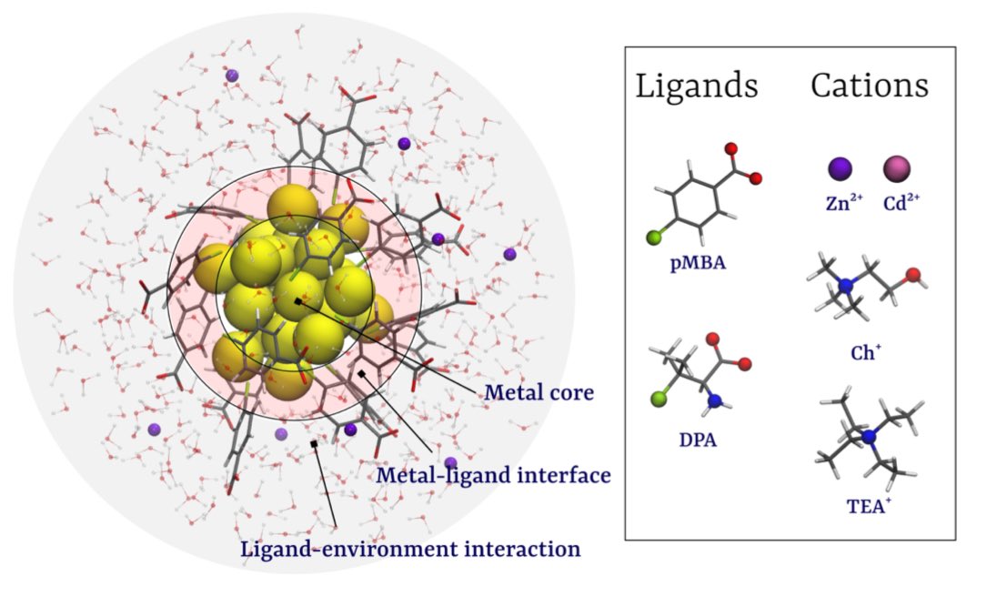 Preprint: We explored cation-mediated aggregation of ligand-protected metal nanoclusters, while divalent metal cations Zn2+ & Cd2+ promote aggregation, molecular cations Chl+ & TEA+ inhibit it, relevant to expt PL results @Chemistry_iitd @iitdelhi 

chemrxiv.org/engage/chemrxi…