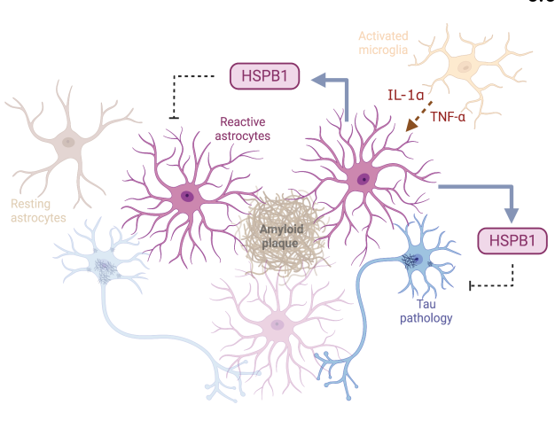 majimsa's tweet photo. We believe that HSPB1 is secreted from reactive astrocytes with several neuroprotective functions. https://t.co/waRdHENUY7