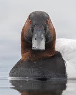 Andrew Guttenberg tweet media