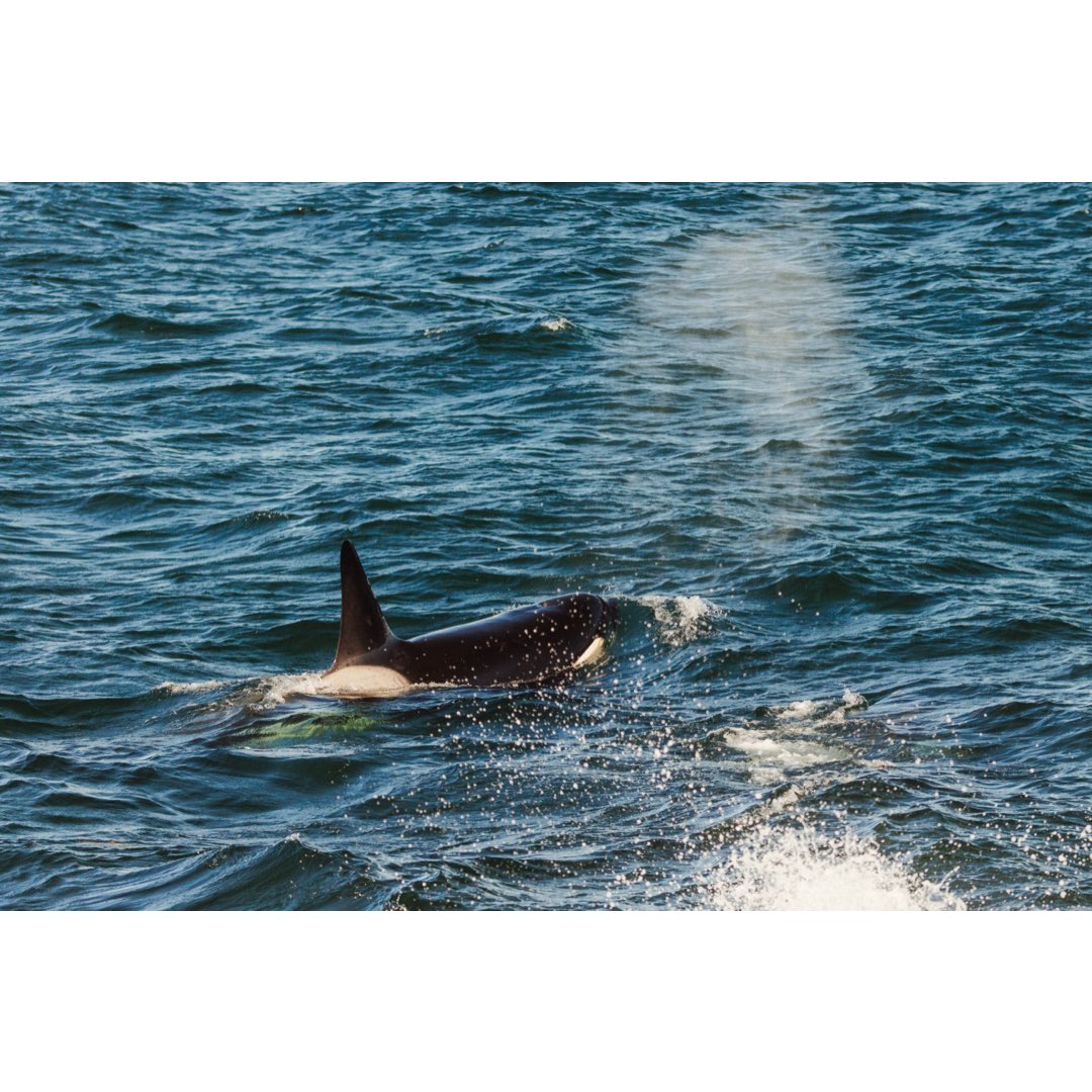 robinferand's tweet photo. Herring run on Vancouver Island, BC

#Herringrun #vancouverisland #shotoncanon #britishcolumbia https://t.co/HMnWgYTZDx