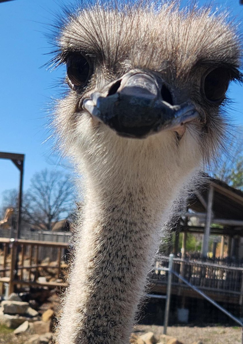 TopekaZoo's tweet photo. Things we are obsessed with: 
1) Karen
2) The fuzz on top of Karen’s head
3) Karen’s big, beautiful eyes

Fun fact: An ostrich’s eye 👁️ is larger than their brain! 🧠 

#ostrich #ostrichobsession #topekazoo https://t.co/uCu12kiIpV