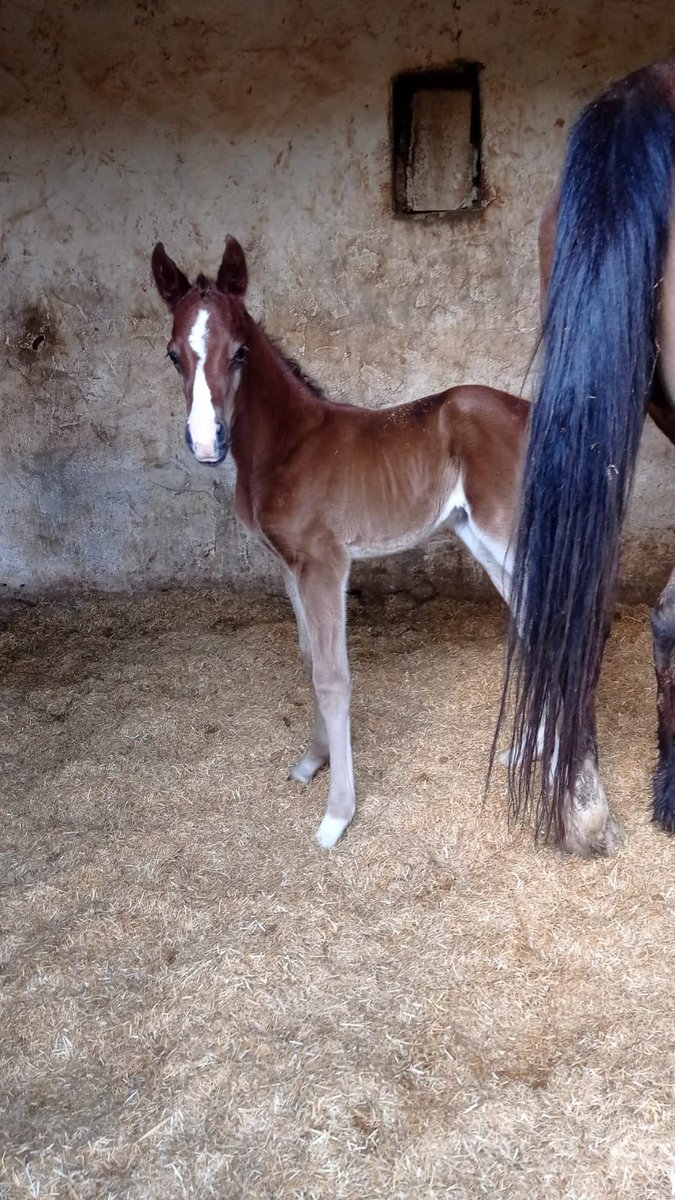 Şampiyon oğlu şampiyon olmak için hayata ilk adımını attı.  Ayakları düz bassın. 🧿🧿
.
        🧿YELTAY - FEDLACAN (erkek) 🧿

YELTAY’ın taylarında göze çarpan ilk özellik; 

Müthiş fizikli taylar. 

Tayımızın yarış hayatı babasından daha iyi olmasını dileriz.
@Baypatron1634