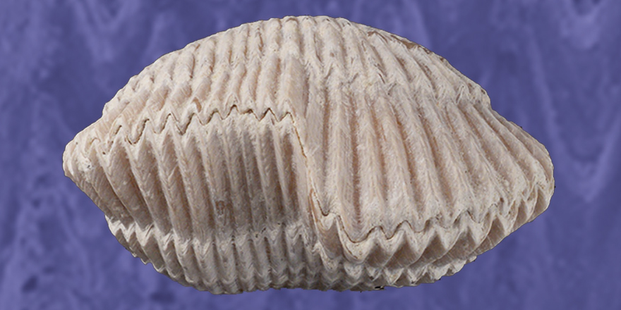 [#Palevol] Shell asymmetry in Cretaceous Cyclothyrididae (Brachiopoda): variability, ontogeny and terminology ⤵️

✒️ Danièle GASPARD, Denis PACCARD & Jérémie BARDIN ➡️ @le_CR2P 
🔗doi.org/10.5852/cr-pal…
#FossilFriday #Brachiopods #Rhynchonellida #Cretaceous #Brachiopoda #Shell