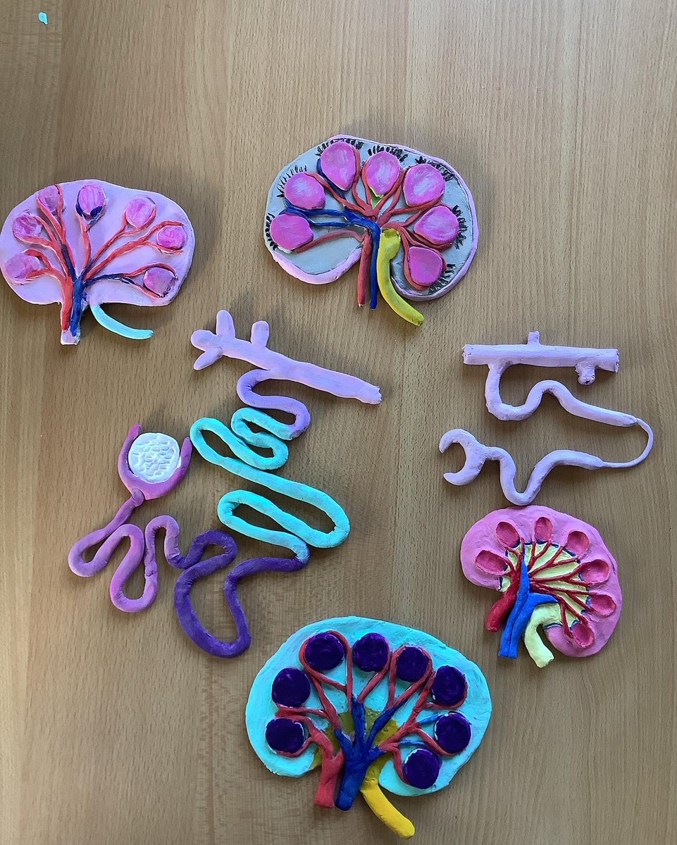 To aid their revision Year 13 Health and Social students made kidneys from clay.  The students made the structure of each kidney together with the nephron and labelled them to use as revision aids ahead of their forthcoming exams.