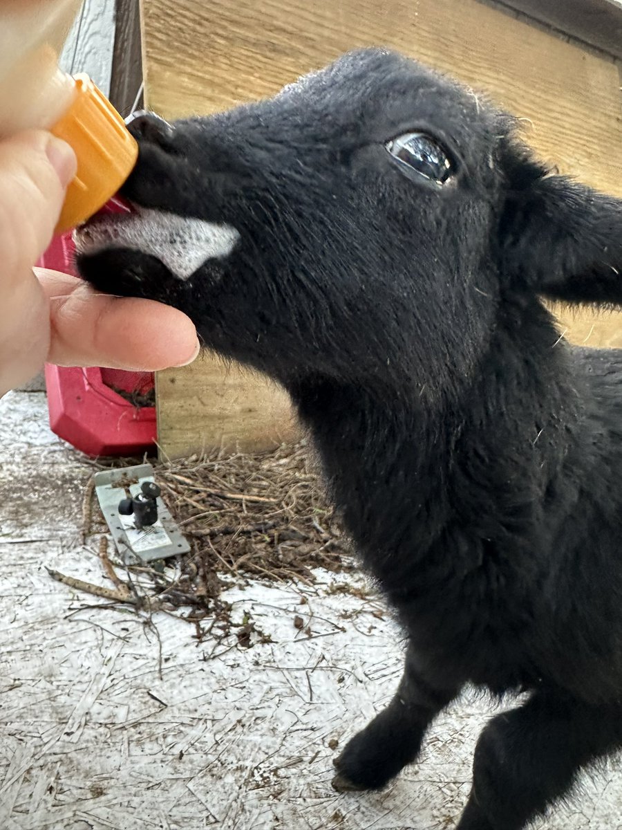 Texas_GRAY_MRLN's tweet photo. We almost lost this little guy this lamb season. He was born prematurely and he needed to be bottle fed. We call him #Mercey because during his first few hours I asked #God for #Mercey. Happy to report he is doing rather well. He is now almost three weeks new. https://t.co/tolmiSiz9U