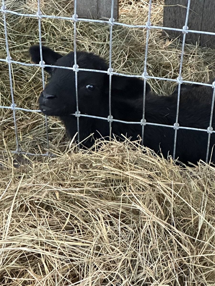 We almost lost this little guy this lamb season. He was born prematurely and he needed to be bottle fed. We call him #Mercey because during his first few hours I asked #God for #Mercey. Happy to report he is doing rather well. He is now almost three weeks new.