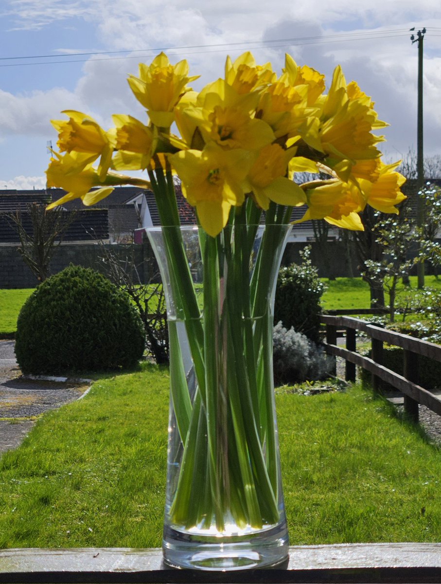 'When all at once I saw a crowd,
A host, of golden daffodils' 
(Wordsworth, 1804)
@IrishCancerSoc #daffodilday #daffodilday2024 #irishcancersociety #daffodilday2024birr #hope #yellow #flowers #naturesfinest #pleasesupport