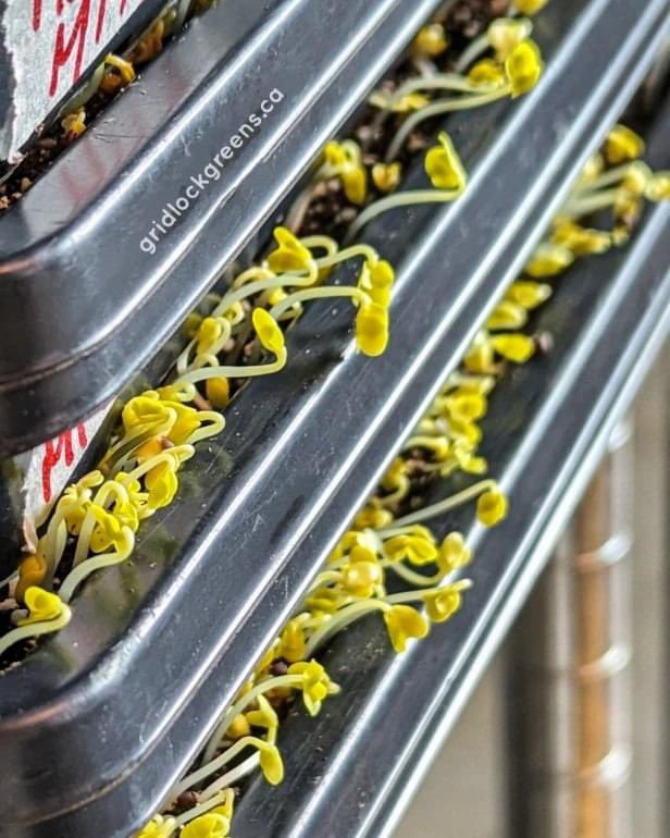gridlockgreens's tweet photo. Embrace the spirit of Spring like these  microgreens emerging from the shadows. Let's welcome the season with open arms! 🌱

Adoptez l'esprit du printemps
comme ces micropousses sortant de l'ombre. Accueillons la saison à bras ouverts !🌱

#springishere #microgreens #micropousses https://t.co/aDm9bicBEe