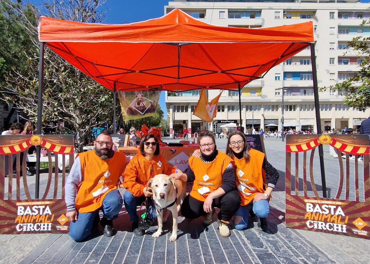 🦁Anche questo week end siamo in molte piazze d'Italia per dire #BastaAnimaliNeiCirchi! Scopri dove trovarci per firmare la petizione contro l'uso degli animali nei circhi e comprare l'Uovo e la ColomVa vegana LAV!👉lav.it/circhi-senza-a…