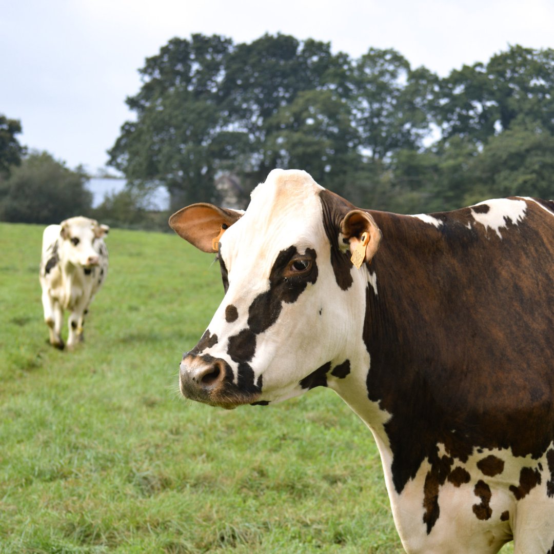 🐮🌿 Des news d’Oreillette ! De retour chez elle après le #SIA2024, elle va bien et a retrouvé son troupeau normand. Elle s'est même distinguée lors concours départemental en terminant 1ère de sa catégorie. 🌟 Une vache d'exception, c'est certain ! #Agriculture #vacheégérie