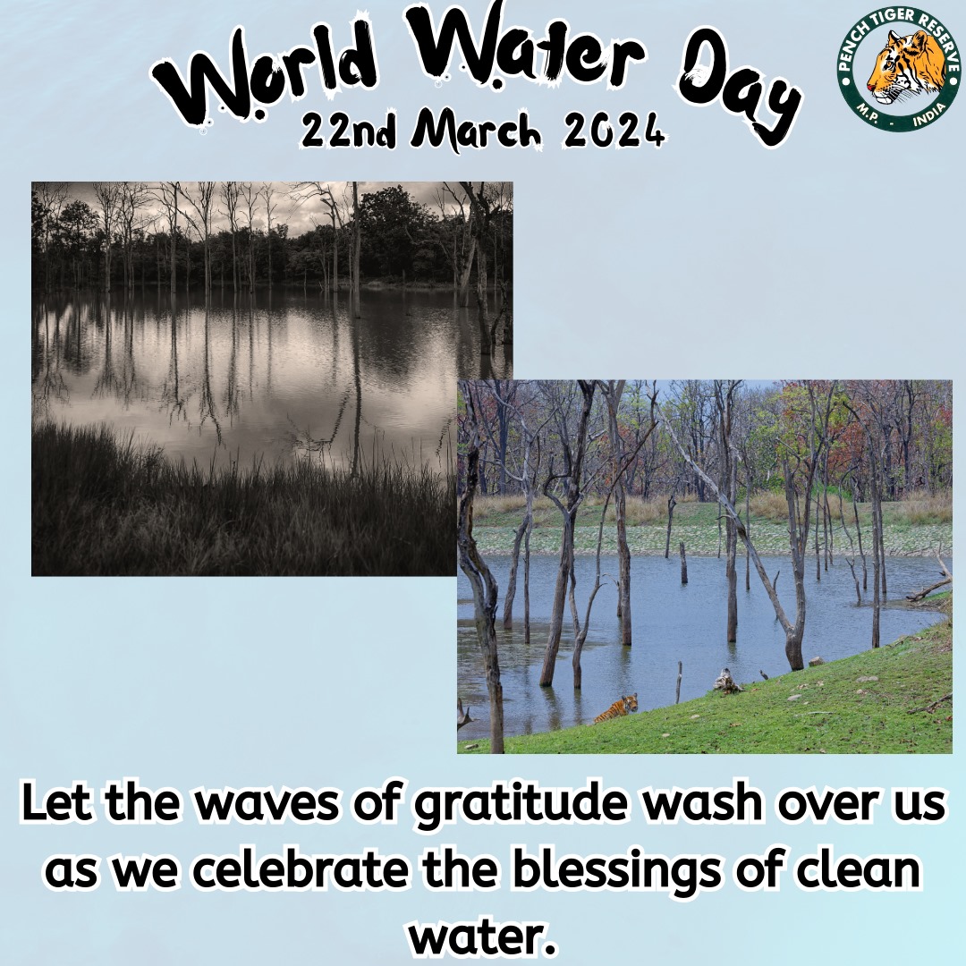 Today, on World Water Day, we're reminded of the vital role water plays not just in our lives, but in the lives of the majestic tigers and entire wildlife of Pench Tiger Reserve. As we work to protect these magnificent creatures, let's also commit to conserving water, the source…