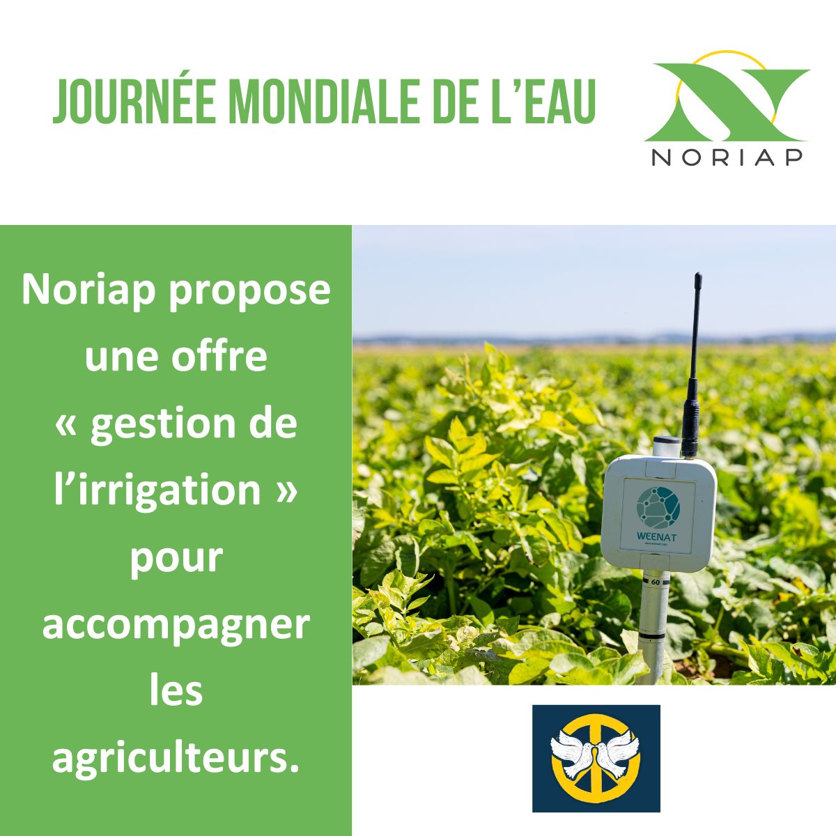 💧#JourneeMondialeDelEau : La question de l’#eau est cruciale dans notre secteur.
#Noriap propose une offre "gestion de l’irrigation" qui comporte la pose de tensiomètres de <a href="/weenat_com/">Weenat</a> et/ou la réalisation d’un bilan hydrique avec Irré-LIS d'<a href="/Arvalisofficiel/">ARVALIS</a>.

<a href="/PpluquetPluquet/">Philippe Pluquet</a>