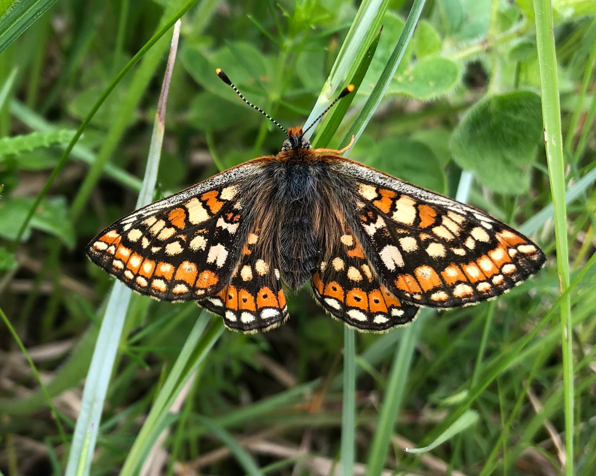 Job alert! 📢🦋🌱 More great opportunities now available with <a href="/savebutterflies/">Butterfly Conservation 🦋</a>, including Wild Spaces Officer and Wales Marsh Fritillary Recovery Project Officer 👉butterfly-conservation.org/jobs