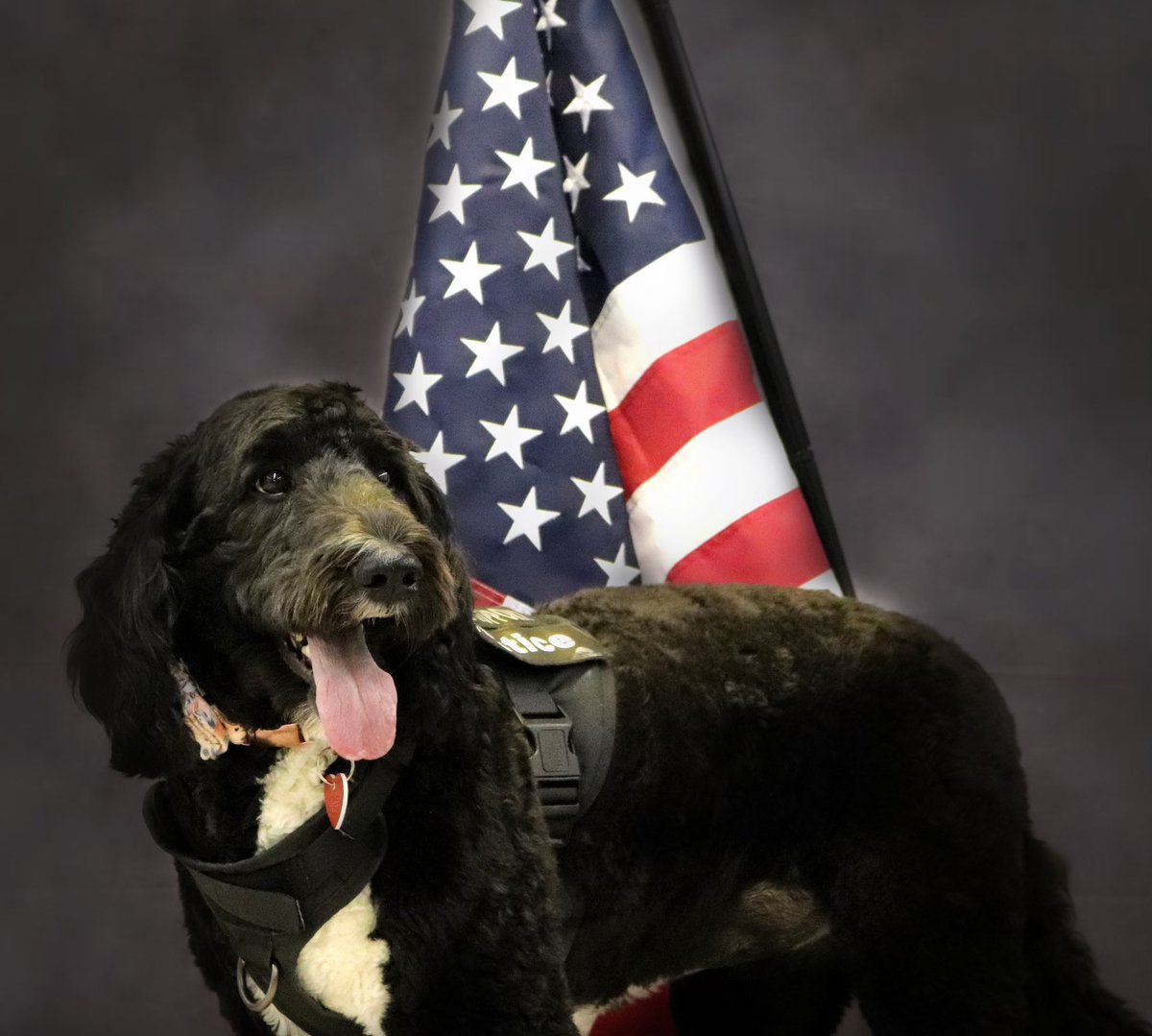 HISDPAWS's tweet photo. In celebration of National Puppy Day, I would like to send a big thank you to our very own Justice! Justice is the most loyal ,loving, amazing work partner ever! Being her handler &amp; seeing the joy she brings to people daily is awe-inspiring! Thank you Justice! #NationalPuppyDay https://t.co/masHHyh2y1