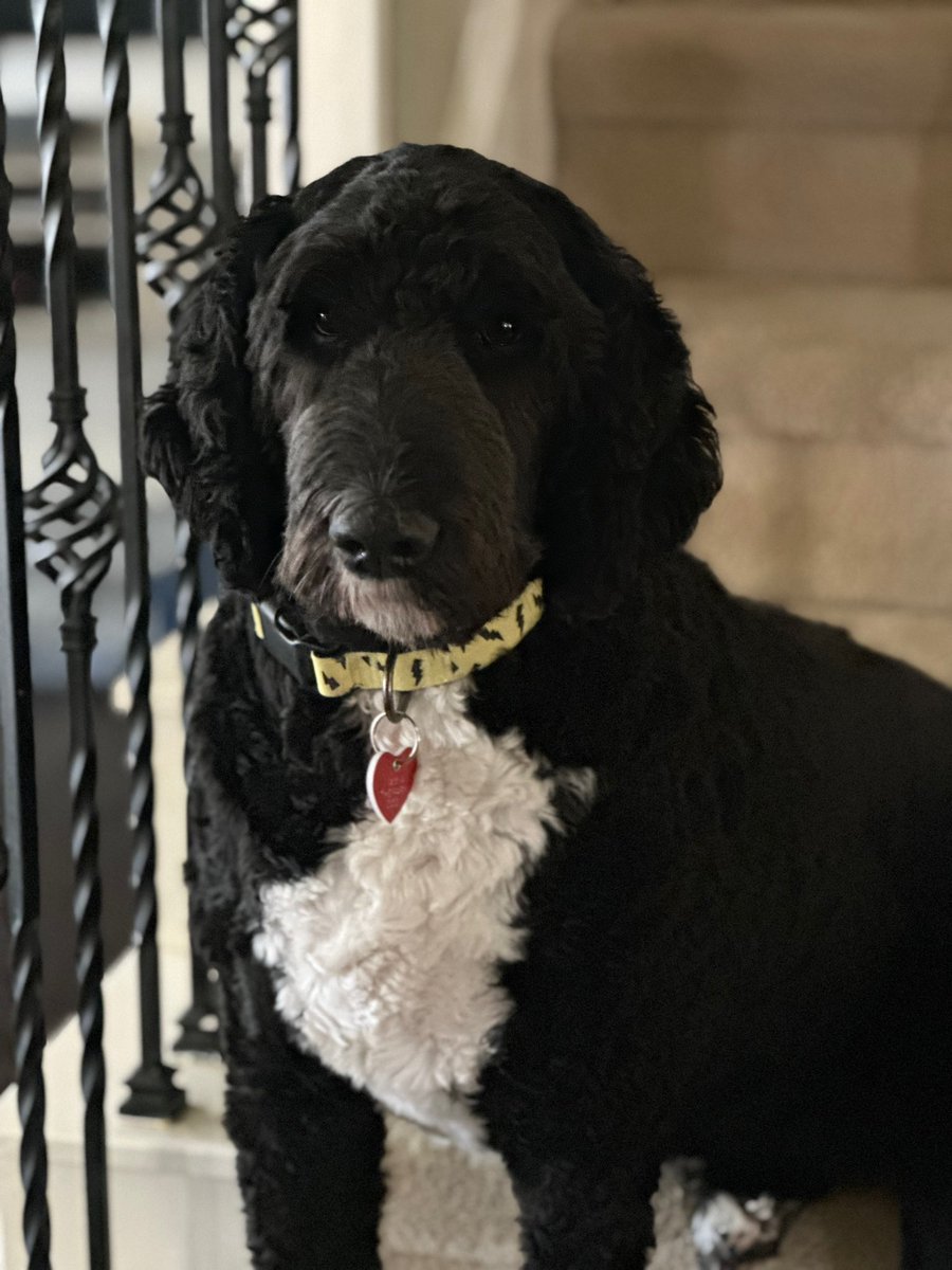 In celebration of National Puppy Day, I would like to send a big thank you to our very own Justice! Justice is the most loyal ,loving, amazing work partner ever! Being her handler & seeing the joy she brings to people daily is awe-inspiring! Thank you Justice! #NationalPuppyDay