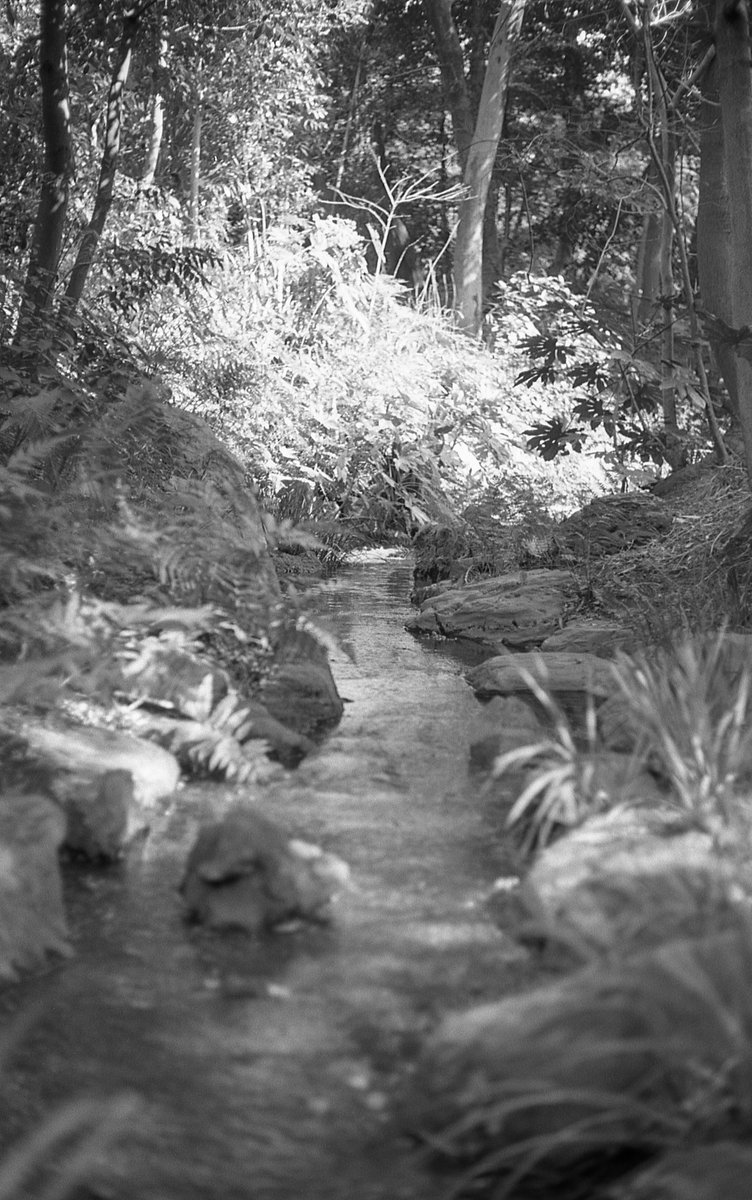 grm811's tweet photo. ひさびさの貴婦人 
デジタイズできた。試される大地……
#marix #bw200 #leica #m3 #summilux50  #film #filmphotography #奥多摩工業曳鉄線 #小石川後楽園 https://t.co/r6pNb749xK