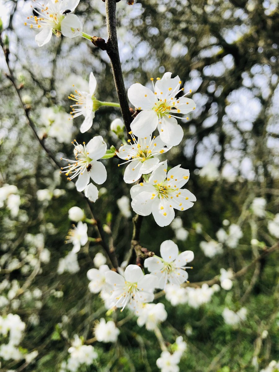 Spring blossom in the gardens @waterperry @waterperrysimon #springblossom #spring #GardeningTwitter #GardeningX #oxfordshire