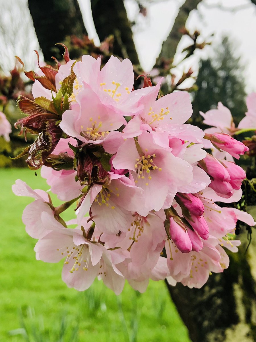 pat havers tweet media