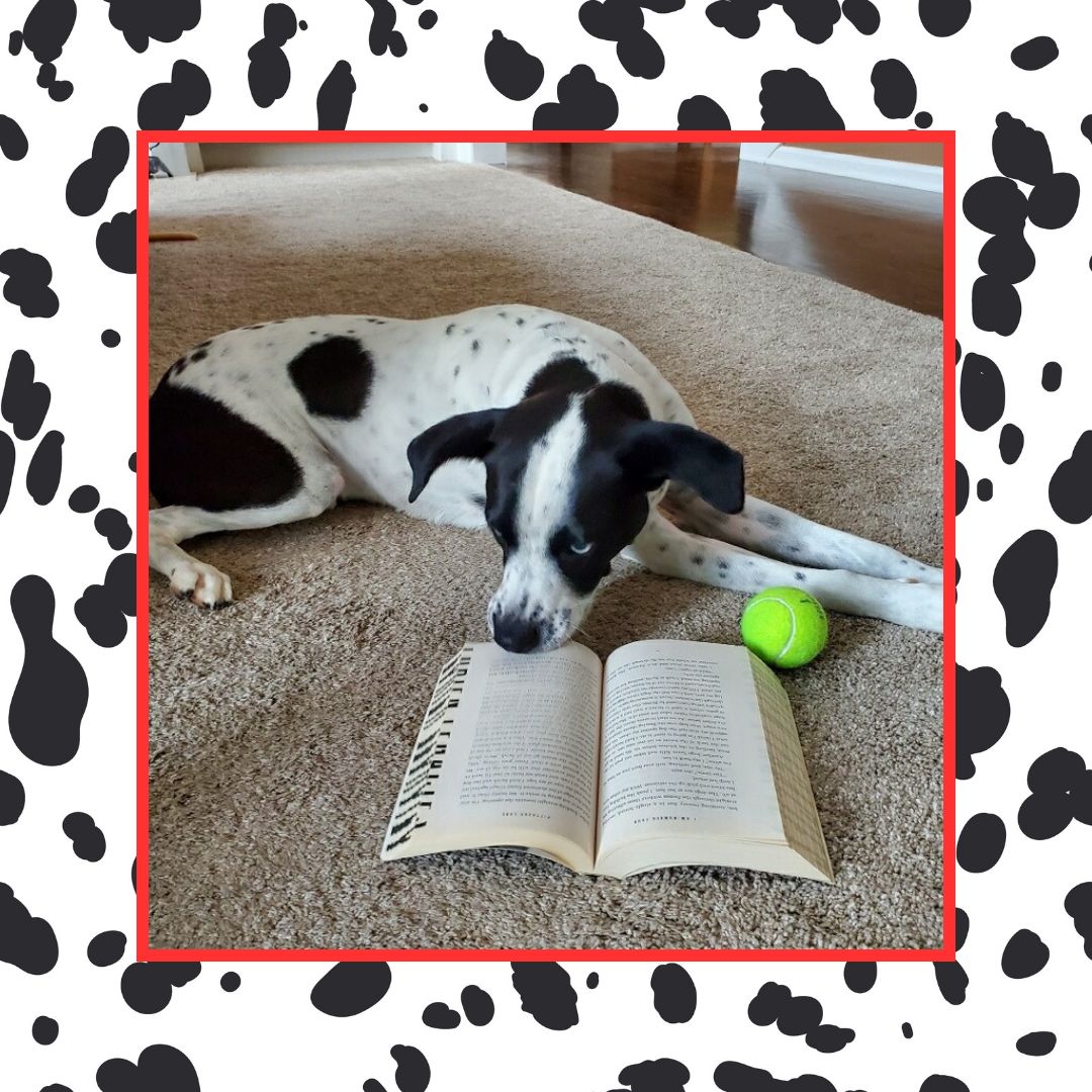 CVHS Staff member Beth Garriques recently caught Pax reading "101 Dalmatian Legends." No one has told Pax he is not really a Dalmatian, but isn't that the beauty of reading?  Stepping into someone else's world?  Spot on Pax! Enter our Pets Caught Reading Contest by March 28th!