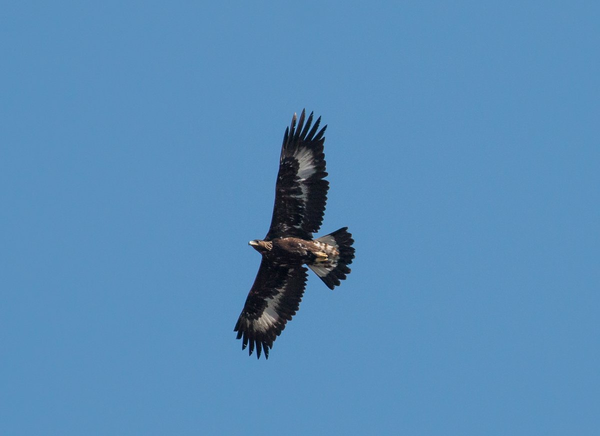 #GoldenEagle &amp; #buzzards flying above burned #Karst areas between #Slovenia &amp; #Italy where black pine has been removed