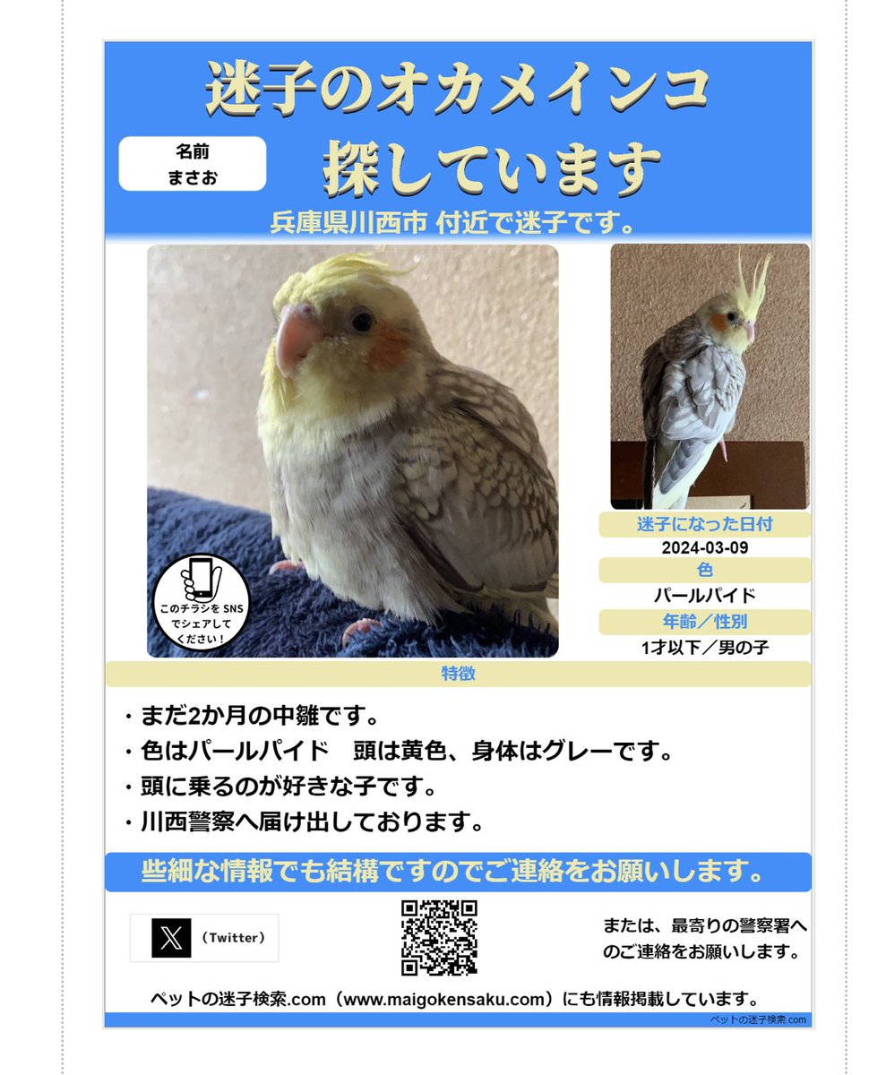 fujityooopink's tweet photo. 3/9に　#兵庫県　#川西市　よりロスト
必死に探しております　#猪名川町　#豊能町　#三田市　
保護された方居ませんか😭
もう中雛では無いです  
#大阪府　#箕面市 #池田市　#豊中市　
#迷子鳥　#オカメインコ迷子　#オカメインコ　#拡散リポストご協力お願いいたします https://t.co/yoKEkfa0GQ