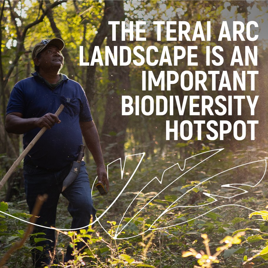 Nepal's Terai Arc Landscape, recognized as a UN World Restoration Flagship, is showcasing the power of community-led conservation. Through this initiative, led by @WWFNepal, forests 🌳have been restored, locals have been empowered and the tiger population has tripled.…