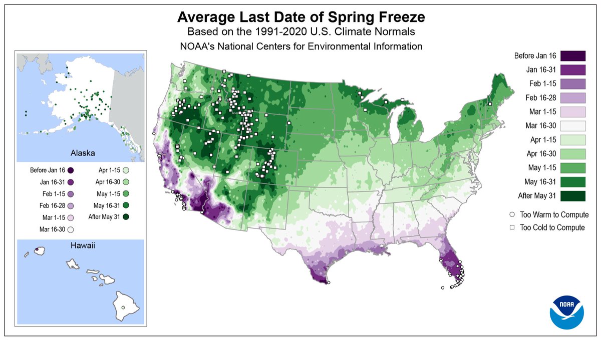 NOAANCEI's tweet photo. Has the last spring freeze occurred yet in your area? Check out our updated map, which now includes Alaska and Hawaii, to see when it may be based on 1991–2020 climatological averages. ▶️ https://t.co/nUzESnDbrI #SpringFreeze #NCEINews https://t.co/uRA9d6qxPH