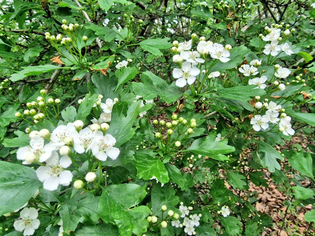 Darling buds of 'May'. Wandsworth Common, SW London. #Hawthorn #SteadyOn @WoodlandTrust