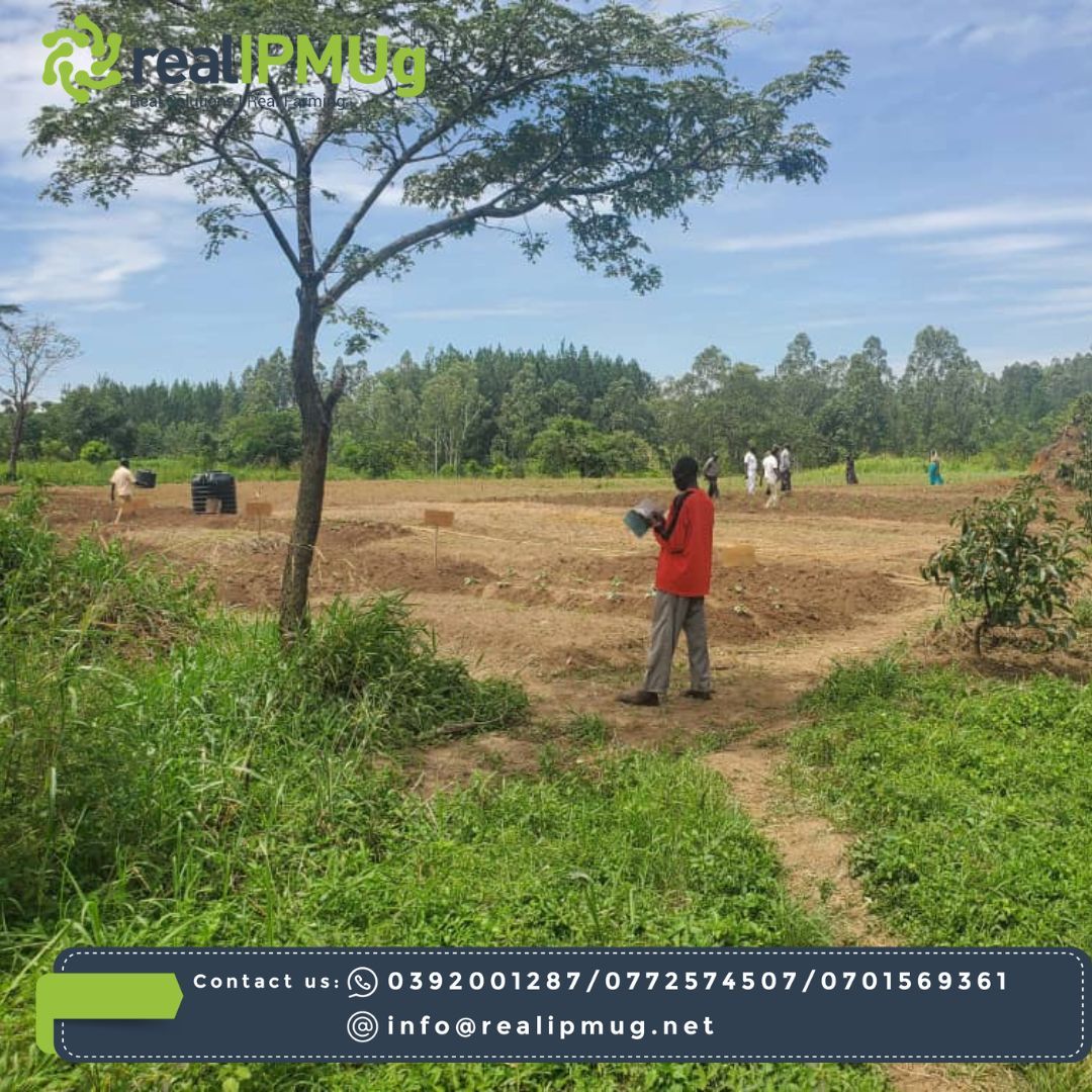 RealipmUG's tweet photo. Celebrating progress in Busia! Thanks to @TechnoServe and #HORTImap, local agrodealers now possess vital IPM training. They're equipped to promote safe agricultural practices, combat resistance, and execute effective spraying techniques. 🌱💧 #SustainableFarming #Empowerment https://t.co/gOTg5IglJi