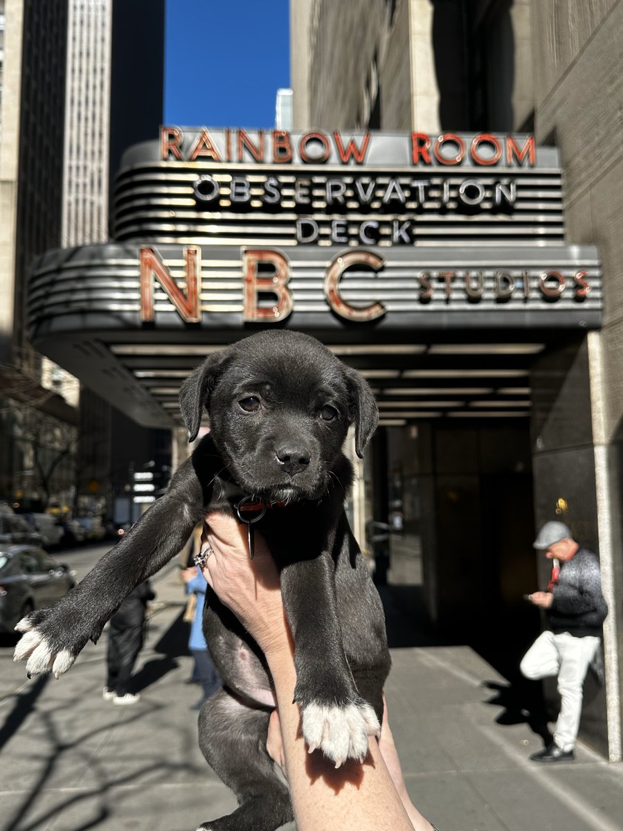 TUNE IN ALERT! Some of our puppies will be on @NewYorkLiveTV this morning around 11:30am! We're celebrating #NationalPuppyDay by showcasing a small number of all of our wonderful animals who are available for adoption!  #GetYourRescueOn #Adopt #CleartheShelters ❤🐕